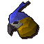 Macaw