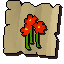 Nasturtiums (noted)