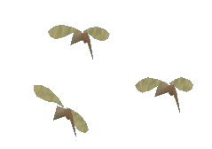 Mosquito swarm 3.png