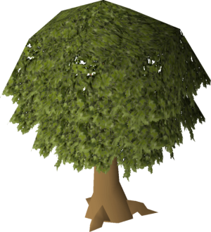 Oak1.png